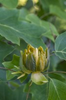 Liriodendron chinense - Chinese tulip tree flowering in summer - May