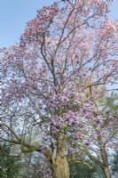 Magnolia campbellii flowering in spring - March