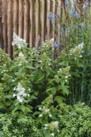 Planting combination of Hydrangea paniculata, Miscanthus sinensis, Astrantia and spires of Salvia uliginosa 'Ballon Azul'
 in front of carved louvred oak wall and entrance to secret garden beyond.  Boodles Secret Garden.