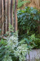 Planting combination of Hydrangea paniculata and Miscanthus sinensis, in front of carved louvred oak wall and entrance to secret garden beyond. Boodles Secret Garden.