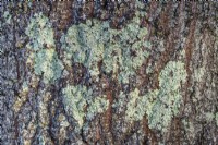 Lichens on Oak tree trunk - october