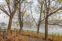 View through Betula nigra trees underplanted with Cornus 'Midwinter Fire' of parkland on a misty morning in autumn - november