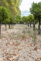 The Citrus orchard in poor state of upkeep. Seixal, near Setubal, Portugal. September