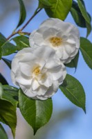 Camellia japonica 'Le Lys' flowering in spring - March