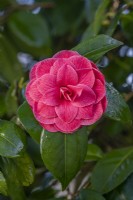 Camellia x williamsii 'St Ewe' flowering in spring - March
