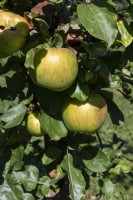 Malus  'Rambour Franc' apple. 