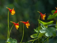 Tropaeolum Peregrinum Canary Creeper Vine or Canary Bird Vine  