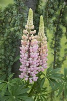 Lupinus - Lupin and Cedrus atlantica 'Glauca pendula'