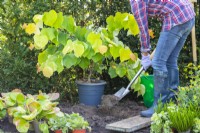 Digging a hole to plant Cercis canadensis 'The Rising Sun'