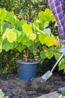 Digging a hole to plant Cercis canadensis 'The Rising Sun'