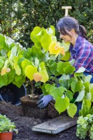 Woman planting Cercis canadensis 'The Rising Sun'