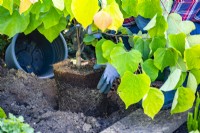 Planting Cercis canadensis 'The Rising Sun'