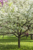 Malus 'Gorgeous' - Crabapple tree with white blossoms - May