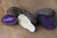 Solanum tuberosum - Potatoes left to right -  'Salad Blue', 'Blue Danube' and 'Violetta'