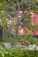 Koelreuteria paniculata. RHS COP26 Garden, RHS Chelsea Flower Show 2021 