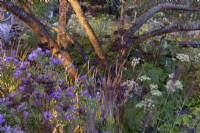 The M and G Garden. Detail of uplit planting, featuring Autumn olive, Elaeagnus umbellata, underplanted by Aster cordifolius, Pennisetum alopecuroides 'Cassian', and Selinum wallichianum.