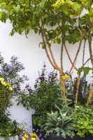 Landform Balcony Garden. Multi-stemmed shrub Heptacodium niconoides planted in black square container, underplanted with bee-loving plants including Salvia 'Nachtvlinder' and achilleas. Also including asters and Helianthus 'Lemon Queen'.