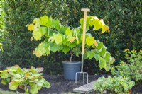 Cercis canadensis 'The Rising Sun' in pot