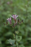 Tricyrtis hirta - toad lily