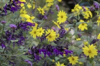 Helianthus microcephalus with Salvia 'Amistad' and Verbena bonariensis in early October