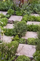 Herbs and drought tolerant plants planted between the paving slabs - Chamaemelum nobile, Thymus vulgaris, Nepeta sp and Sempervivum. The Green Sky Pocket Garden, Chelsea Flower Show 2021 