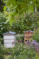 Bee hives and meadow with Cirsium rivulare 'Atropurpureum', Oenothera lindheimeri Karalee White, Aster radula 'August Sky'. Sanguisorba 'Tanna', Anemone 'Wild Swan' and Erigeron karvinskianus. RHS COP26 Garden, RHS Chelsea Flower Show 2021