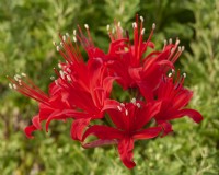 Nerine 'Cardinal'