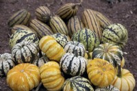 The harvest of Winter Squashes - Cucurbita pepo  varieties - 'Delicata Honeyboat'  - rear, 'Harlequin' - centre,  'Blaze' - front