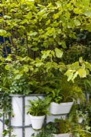The IBC Pocket Forest Garden. Repurposed industrial container used to create multi-layered 'forest' in small urban space. Featuring hazel, Corylus avellana, underplanted with Astrantia, ivy, Hedera helix, and various shade-loving ferns and grasses, including Asplenium scolopendrium and Dryopteris.