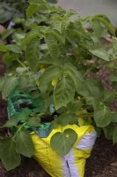 Growing potatoes in a grow bag - Solanum tuberosum 'Maris Bard'