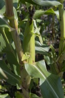 Zea mais - 'Golden bantam' - maize. 