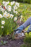 Applying fertilizer of arounf daffodils.