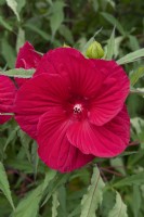 Hibiscus grandiflorus - 'Fireball' - giant hibiscus 