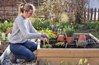Woman planting herbs in raised bed - thyme, oregano, rosemary and chives.