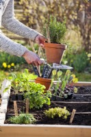 Woman planting rosemary in raised bed.