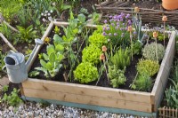 Mixed vegetable and herb raised bed with kohlrabi, lettuce, onion, swiss chard, chives, oregano, rosemary, thyme and savory.
