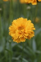 Coreopsis 'Sunray' - Tickseed - July