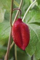 Podophyllum hexandrum seed pod - himalayan mayapple