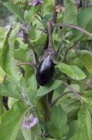 Solanum melongena 'Galine' aubergine