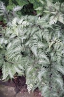 Athyrium niponicum var. pictum