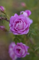 Rosa spinosissima 'Cedric Morris'