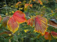 Autumn leaves of Hamamelis vernalis Amethyst in Mid October