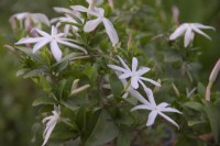 Jasminum multipartitum