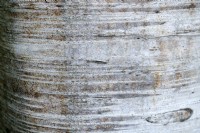 Betula papyrifera Marshall - paper birch bark