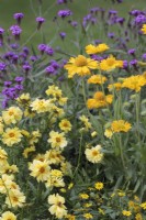 Gaillardia 'Mesa Yellow' and Coreopsis 'Galaxy' Big Bang series with Verbena rigida 'Santos Purple' behind - July