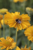 Bumble bee on Gaillardia 'Mesa Yellow' - Blanket Flower - July