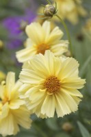 Coreopsis 'Galaxy' Big Bang Series - Tickseed - July