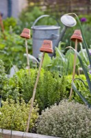 Thymus citriodorus 'Variegata' and Thymus citriodorus 'Aurea' in herb bed.