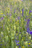 Wildflower meadow with Rhinanthus glacialis - Yellow rattle, Salvia pratensis - Meadow Clary, Trifolium pratense - Red clover, Tragopogon pratensis - Meadow salsify and grasses.