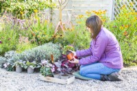 Woman removing Cyclamen from pot